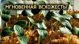 ПОСЕВ ОГУРЦОВ НОВЫМ МЕТОДОМ,БЕЗ ЗЕМЛИ.ВСХОЖЕСТЬ МГНОВЕННАЯ.ТЕПЕРЬ ТОЛЬКО ТАК БУДУ СЕЯТЬ.