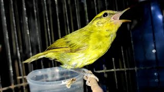 Burung Blerengan l Cikrak Daun Gacor Mangap l Ampuh Untuk Pancing Bunyi