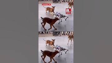 Stray Dogs Meet Robotic Dog at IIT Kanpur
