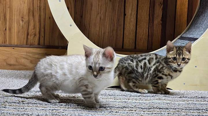 Watch the video about Elsa and Cello - Purebred Bengal KITTIES