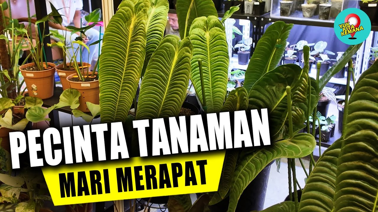 FLOII Expo 2025 | Pameran Tanaman Hias Terbesar di Indonesia ❗ Ada Tanaman Pemakan Serangga