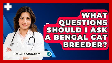 What Questions Should I Ask A Bengal Cat Breeder? - PetGuide360.com