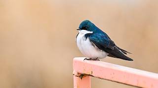 Tree Swallow (4K)