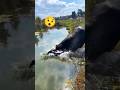 7N Facts. মোহিষ কীভাবে নদিতে সাতার কাটে😯😯।।amazing video #shorts #buffalo #facts
