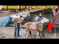 КУЙ БОКИШ УСЛУБИ 8000$ БЕРИЛМАГАН НАСИЛДОР КУЧКОР