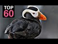 60 most stunning birds around the world 2022 earthgent