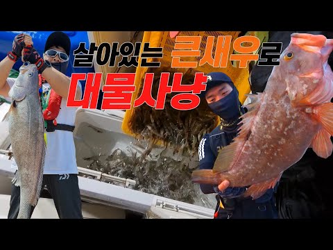 놀라움의 연속인 낚시 <strong>Using</strong> Shrimp, Got amazing <strong>fish</strong>