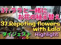 【ハイライト】37.ララと一緒にお花の植え替え／Repoting flowers with Lala