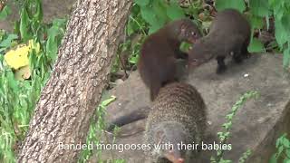 Baby mongooses. Small ones of small ones. Slender, banded and dwarf, mongooses are nimble predators.