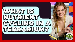 What Is Nutrient Cycling In A Terrarium - The Upcycle Lab