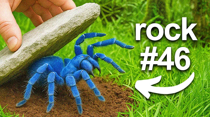 I Flipped 100 Rocks in a Rainforest, Here's What I Found... thumbnail