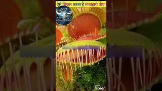 How Venus fly trap trap insect #shorts #youtubeshorts #facts