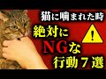 【危険】猫に噛まれたら信頼崩壊を招くNG行動7選（やってる人多すぎ）