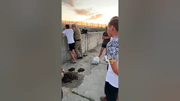 Запрещён вылов мидий в Краснодарском крае