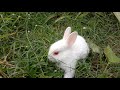 The cutest baby bunny rabbit compilation ever  gappus family