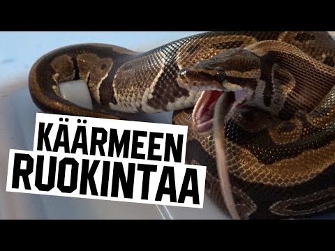 Video: Mitä Käärmeet Syövät?