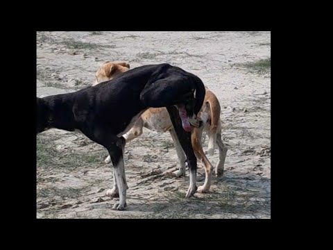 How To Dog Discharge After Meeting || Amazing Video #short #vlog #dog #sexy #doglover