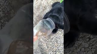 Saved a young bear from a plastic container