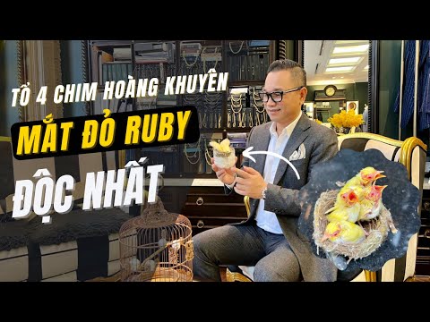 Chim Hoàng Khuyên Mắt Đỏ - Chiêm Ngưỡng 4 Bé Chim Hoàng Khuyên Mắt Đỏ Cùng Một Tổ Độc Nhất Vô Nhị | Chương Tailor