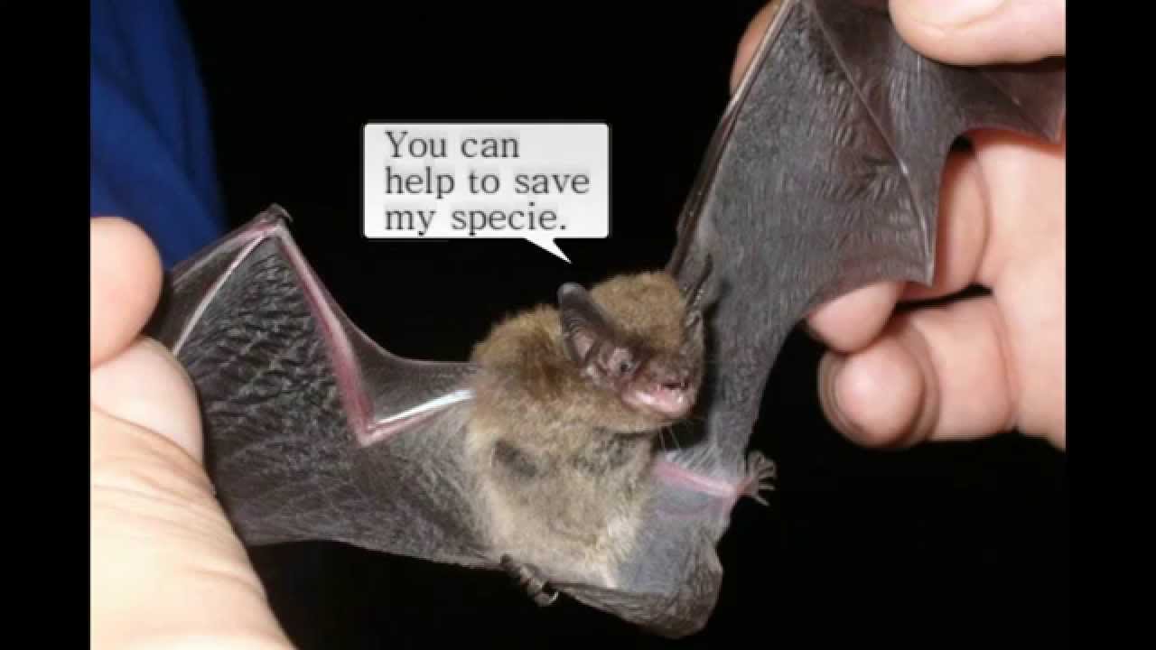 Endangered Species Indiana Bat YouTube