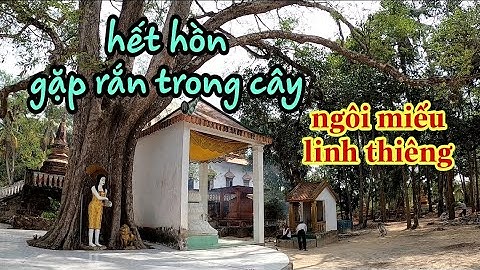 Hú hồn gặp rắn trong cây linh thiêng gần ngôi miếu mà người dân Khmer ai cũng cầu nguyện tại đây