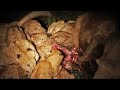 LION Feeding Frenzy 🦁 🥩 🦁