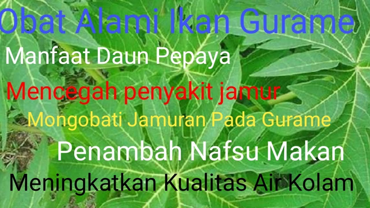 Cara Budidaya Gurame || Manfaat Daun Pepaya Untuk Ikan Gurame 