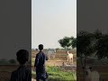 🦅 #trending