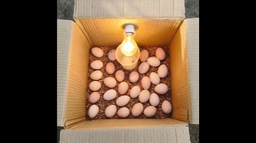 how to make incubator at home #shorts