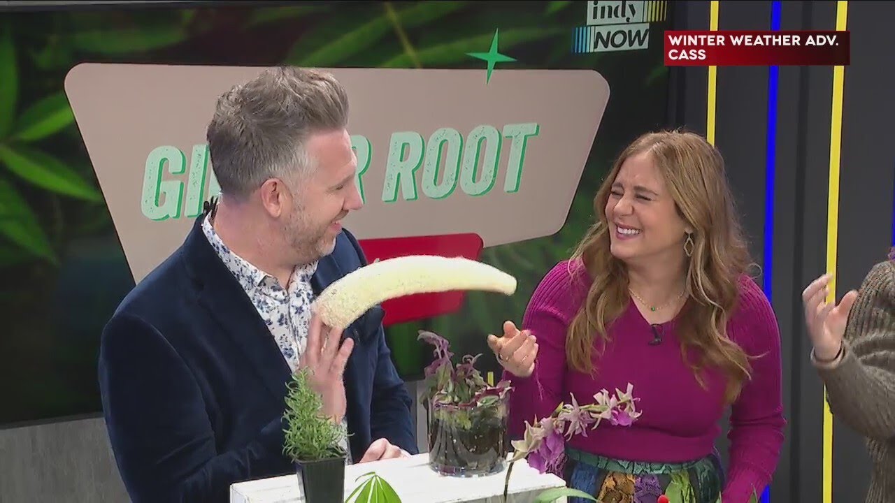 Ginger Root Plant Co. - 1/12/24