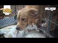 엄마 잃은 아기 고양이에게 리트리버가 품을 내어준 이유 ㅣRetriever Dog Became A Mother To A Kitten Who Lost Mom