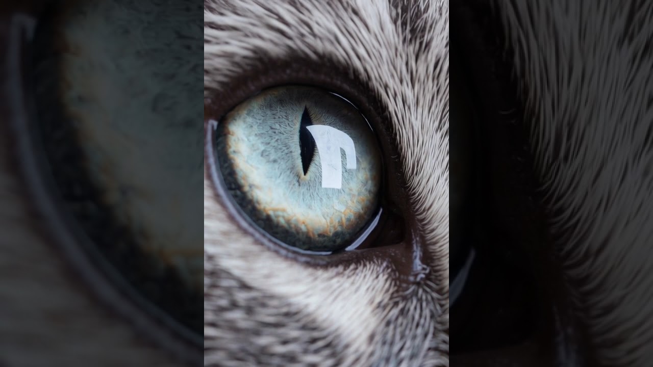 The Eye of Magic: A Cat’s Hypnotic Gaze in 4K