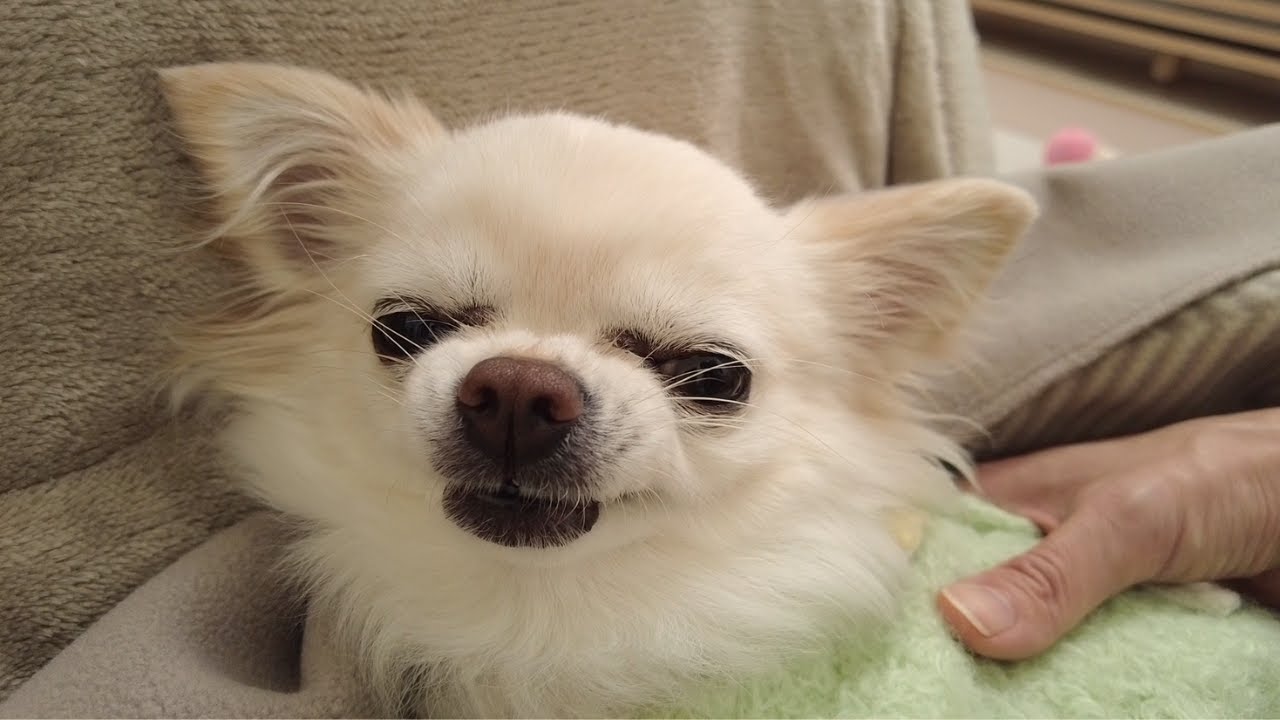 お散歩に行きたくなさすぎて、怒りをじんわりと表情で表現する箱入り娘チワワ