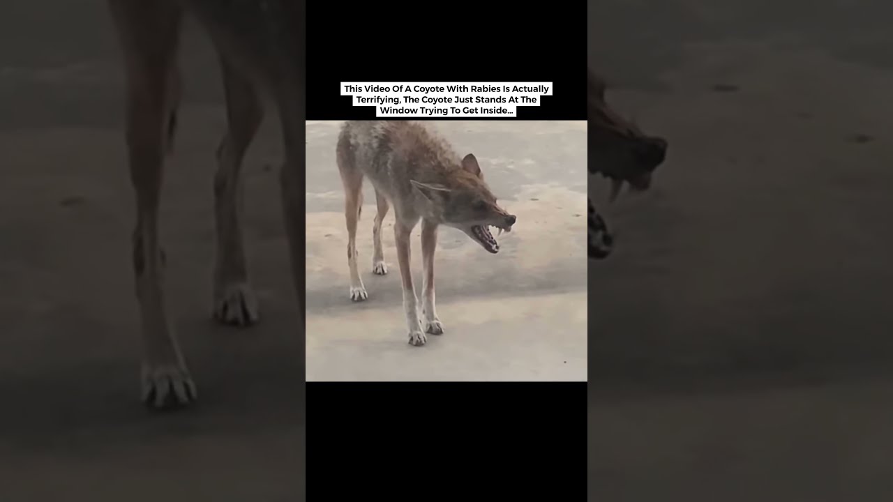 What The Effects Of Rabies Does To An Animal Shorts Trending