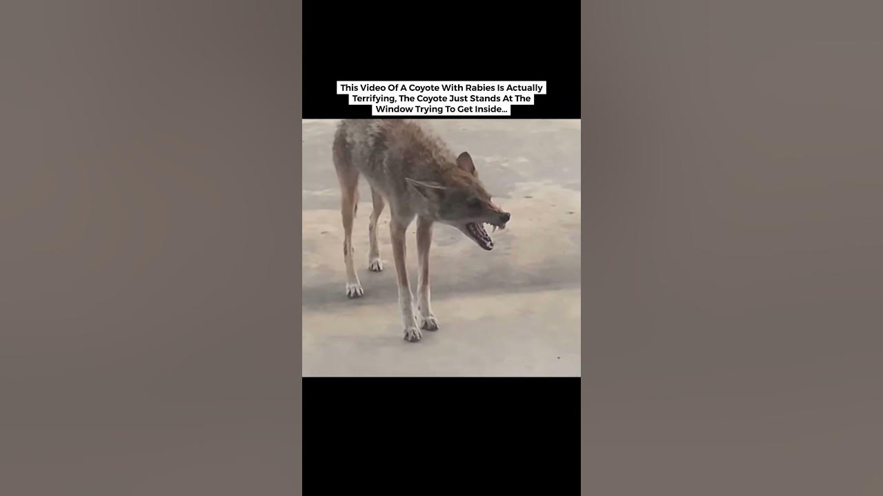 What The Effects Of Rabies Does To An Animal #shorts #trending