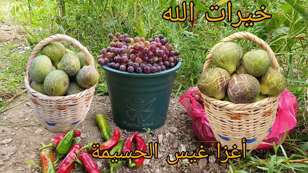 شاهدو خيرات الله في واد غيس العنب فاكهة التين أشتوي نواحي الحسيمة #واد_غيس#nature  