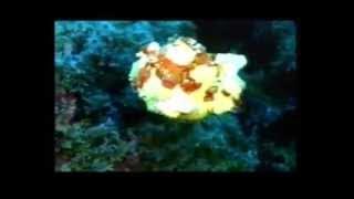 Download lagu Scuba Party ft.IYAZ - Replay - mymix