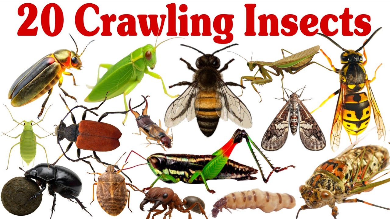 20 रेंगने वाले कीड़ों के नाम | 20 Crawling Insects Name for Kids in ...