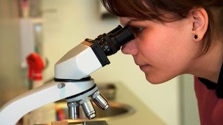 Las Bacterias Lácticas en el Vino
