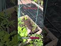 Come to my garden in Portugal