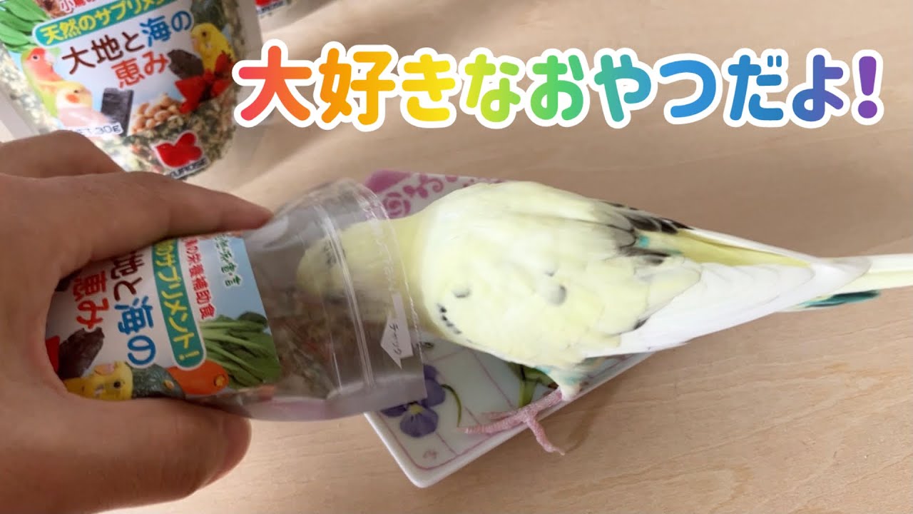 セキセイインコのメルとララ。大好きなおやつ『大地と海の恵み』(黒瀬ペットフード)だよ！~Budgerigars' favorite treats~