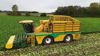 Grünkohlernte In Niedersachsen Mit Dem Oxbo Mk2140L Vollernter