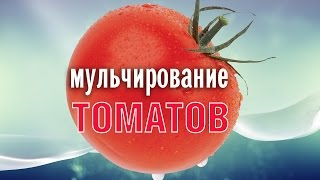 Мульчирование томатов