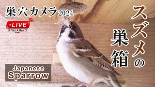 抱卵4日目 🥚×5 スズメの巣箱 巣穴カメラ 野鳥 Sparrow Nest Box Live Camera 2024/05/15