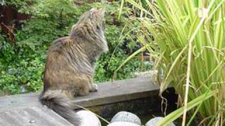 Kittens & water  & plants by Amatameno 549 views 13 years ago 5 minutes, 43 seconds