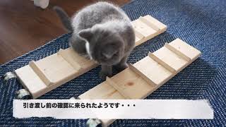 子猫がゲージを登れるように階段を作ってみた話 Youtube
