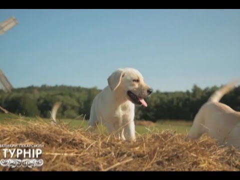 Собачки на Великому пекарському турнірі