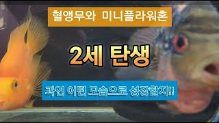 혈앵무와 미니플라워혼 교미 가능할까?? (혈앵무와 미플이 합사한지도 한달이 넘었는데...)