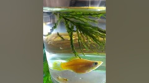 Cận Cảnh Cá Bình Tích Đẻ Con