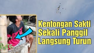 Calling High Flying Getakan Pigeons || Direct maneuver